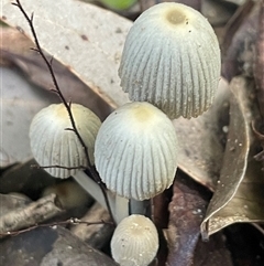 Coprinellus etc. (An Inkcap) at Mount Keira, NSW - 16 Aug 2025 by Clarel