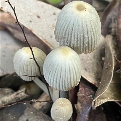 Coprinellus etc. (An Inkcap) at Mount Keira, NSW - 16 Aug 2025 by Clarel