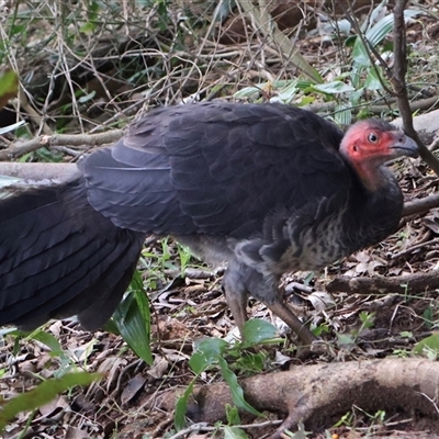 Alectura lathami (Australian Brush-turkey) at Mount Keira, NSW - 16 Aug 2025 by Clarel