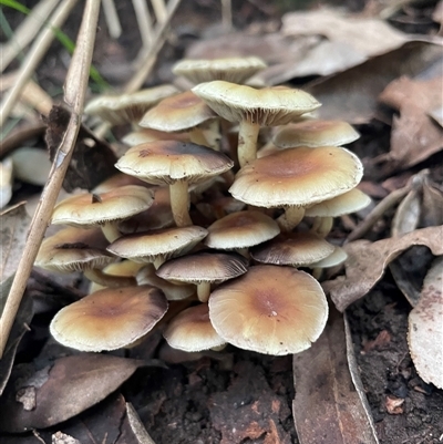 Hypholoma sp. (Hypholoma) at Mount Keira, NSW - 16 Aug 2025 by Clarel