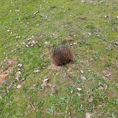 Tachyglossus aculeatus (Short-beaked Echidna) at South Gundagai, NSW - 16 Aug 2025 by GJSmall