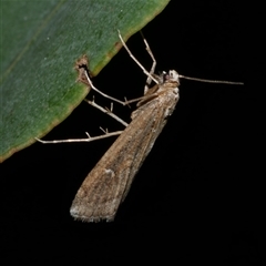 Hednota crypsichroa (A Crambid moth) at Freshwater Creek, VIC - 5 Apr 2025 by WendyEM