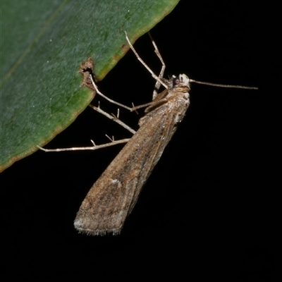 Hednota crypsichroa (A Crambid moth) at Freshwater Creek, VIC - 5 Apr 2025 by WendyEM