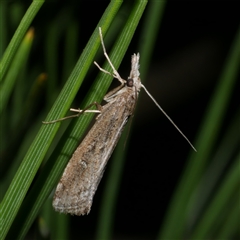 Hednota crypsichroa (A Crambid moth) at Freshwater Creek, VIC - 5 Apr 2025 by WendyEM
