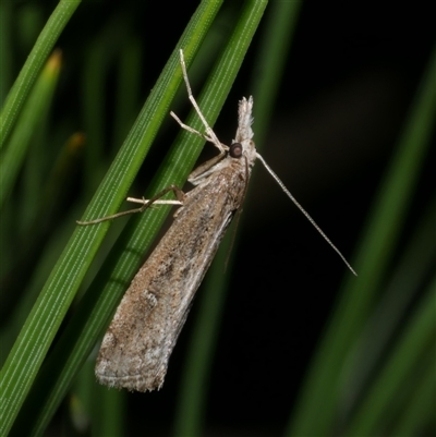 Hednota crypsichroa (A Crambid moth) at Freshwater Creek, VIC - 5 Apr 2025 by WendyEM