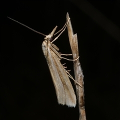 Hednota grammellus (Crambinae) at Freshwater Creek, VIC - 5 Apr 2025 by WendyEM