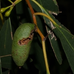 Apiomorpha sp. (genus) (A gall forming scale) at Freshwater Creek, VIC - 5 Apr 2025 by WendyEM