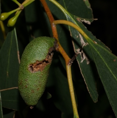 Apiomorpha sp. (genus) (A gall forming scale) at Freshwater Creek, VIC - 5 Apr 2025 by WendyEM