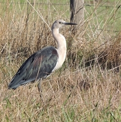 Ardea pacifica (White-necked Heron) at Freshwater Creek, VIC - 6 Apr 2025 by WendyEM
