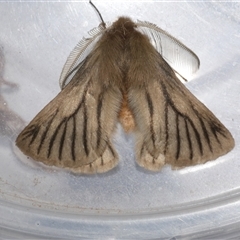Pterolocera (genus) (Antheliid moth) at Freshwater Creek, VIC - 8 Apr 2025 by WendyEM