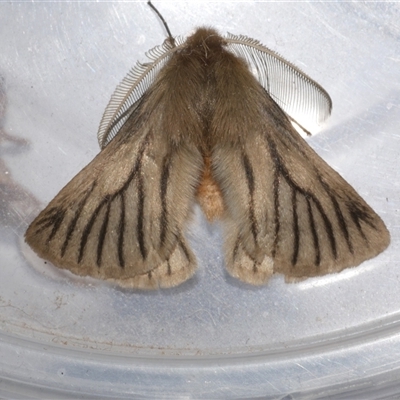 Pterolocera (genus) (Antheliid moth) at Freshwater Creek, VIC - 8 Apr 2025 by WendyEM