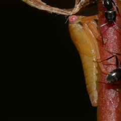 Cicadellidae (family) (Unidentified leafhopper) at Freshwater Creek, VIC - 7 Apr 2025 by WendyEM