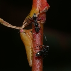 Iridomyrmex sp. (genus) (Ant) at Freshwater Creek, VIC - 7 Apr 2025 by WendyEM