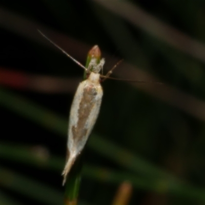 Thema chlorochyta (A Concealer moth) at Freshwater Creek, VIC - 12 Apr 2025 by WendyEM