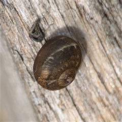 Cornu aspersum (Common Garden Snail) at Hackett, ACT - 16 Aug 2025 by Hejor1