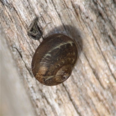 Cornu aspersum (Common Garden Snail) at Hackett, ACT - 16 Aug 2025 by Hejor1