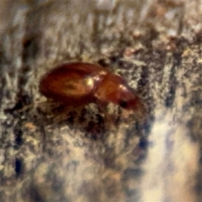 Carabidae (family) (Predatory ground beetle) at Hackett, ACT - 16 Aug 2025 by Hejor1