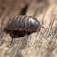 Armadillidium vulgare (Slater bug, woodlouse, pill bug, roley poley) at Hackett, ACT - 16 Aug 2025 by Hejor1