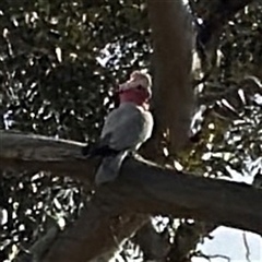 Eolophus roseicapilla (Galah) at Hackett, ACT - 16 Aug 2025 by Hejor1