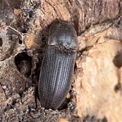 Agrypnus sp. (genus) (Rough click beetle) at Hackett, ACT - 16 Aug 2025 by Hejor1