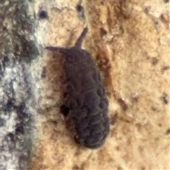 Hypogastrura sp. (genus) (A Springtail) at Hackett, ACT - 16 Aug 2025 by Hejor1