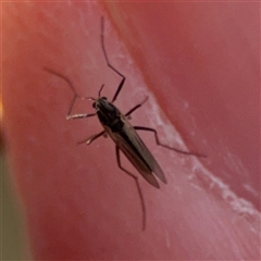 Chironomidae (family) (Non-biting Midge) at Hackett, ACT - 16 Aug 2025 by Hejor1
