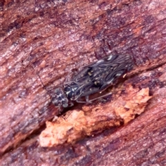 Psocodea 'Psocoptera' sp. (order) (Unidentified plant louse) at Hackett, ACT - 16 Aug 2025 by Hejor1