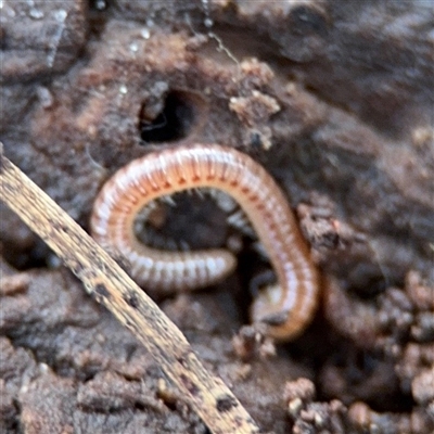 Paradoxosomatidae sp. (family) at Hackett, ACT - 16 Aug 2025 by Hejor1