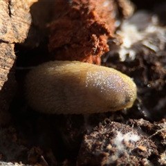 Arion intermedius (Hedgehog Slug) at Hackett, ACT - 16 Aug 2025 by Hejor1