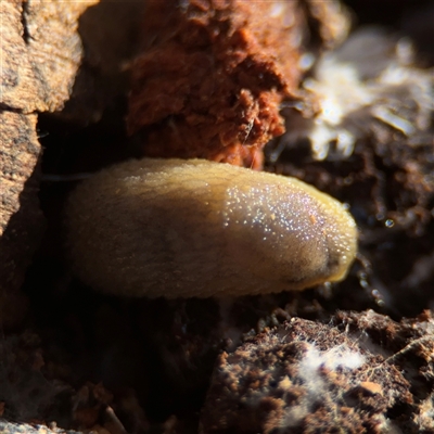Arion intermedius (Hedgehog Slug) at Hackett, ACT - 16 Aug 2025 by Hejor1