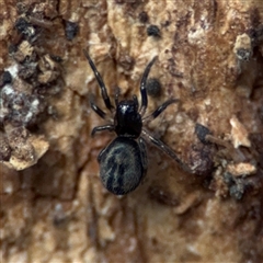 Araneae (order) at Hackett, ACT - 16 Aug 2025 by Hejor1