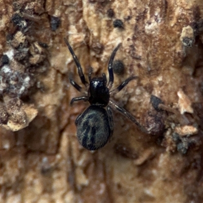 Araneae (order) at Hackett, ACT - 16 Aug 2025 by Hejor1