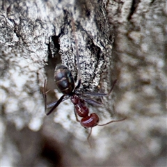 Iridomyrmex purpureus (Meat Ant) at Hackett, ACT - 16 Aug 2025 by Hejor1