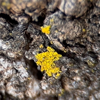 Candelariella sp. at Hackett, ACT - 16 Aug 2025 by Hejor1