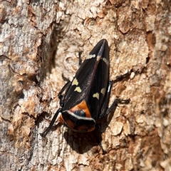 Eurymeloides pulchra (Gumtree hopper) at Hackett, ACT - 16 Aug 2025 by Hejor1