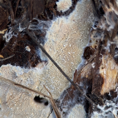 Phanerochaete/Rhizochaete at Hackett, ACT - 16 Aug 2025 by Hejor1