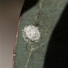 Glycaspis sp. (genus) (Unidentified sugary lerp) at Hackett, ACT - 16 Aug 2025 by Hejor1