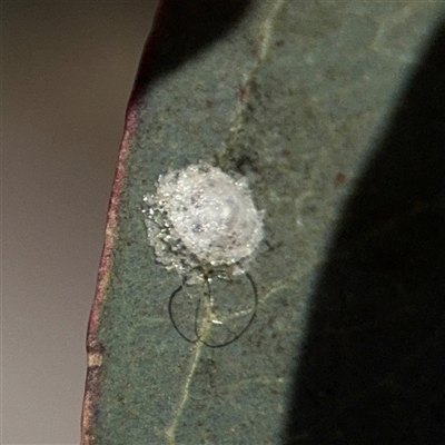 Glycaspis sp. (genus) (Unidentified sugary lerp) at Hackett, ACT - 16 Aug 2025 by Hejor1