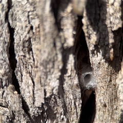 Araneae (order) at Hackett, ACT - 16 Aug 2025 by Hejor1