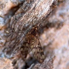 Sylvicola dubius (Wood-gnat) at Hackett, ACT - 16 Aug 2025 by Hejor1