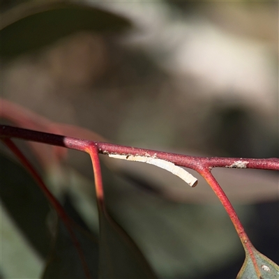 Machaerotinae sp. (subfamily) (Tube Spittlebug) at Hackett, ACT - 16 Aug 2025 by Hejor1