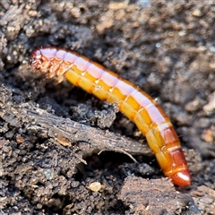 Coleoptera (order) immature (Unidentified immature beetle) at Hackett, ACT - 16 Aug 2025 by Hejor1