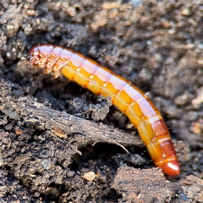 Coleoptera (order) immature (Unidentified immature beetle) at Hackett, ACT - 16 Aug 2025 by Hejor1