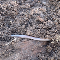 Oligochaeta (class) (Unidentified earthworm) at Hackett, ACT - 16 Aug 2025 by Hejor1