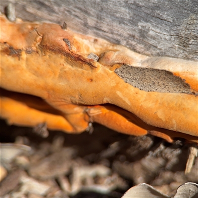 Trametes coccinea (Scarlet Bracket) at Hackett, ACT - 16 Aug 2025 by Hejor1