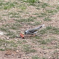 Manorina melanocephala (Noisy Miner) at Hackett, ACT - 16 Aug 2025 by Hejor1
