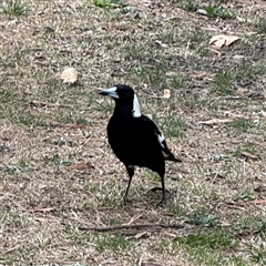 Gymnorhina tibicen (Australian Magpie) at Hackett, ACT - 16 Aug 2025 by Hejor1