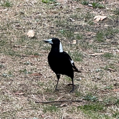 Gymnorhina tibicen (Australian Magpie) at Hackett, ACT - 16 Aug 2025 by Hejor1