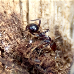 Papyrius sp. (genus) (A Coconut Ant) at Hackett, ACT - 16 Aug 2025 by Hejor1