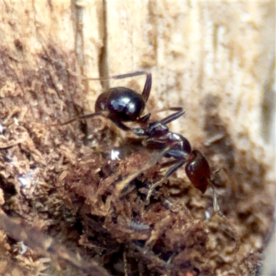 Papyrius sp. (genus) (A Coconut Ant) at Hackett, ACT - 16 Aug 2025 by Hejor1